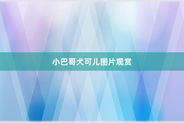 小巴哥犬可儿图片观赏